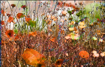 Wildflowers with orange and green wash