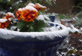 Geraniums with snow