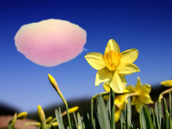 Field of daffodils with a pink cloud