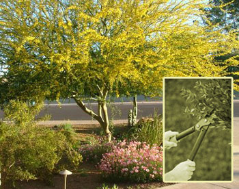 Palo brea tree with inset of hands trimming