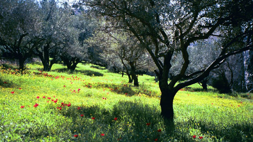 Green olive grove with red flowers