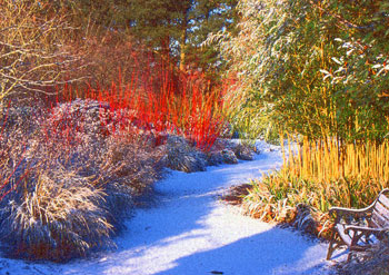 Garden in winter, super saturated