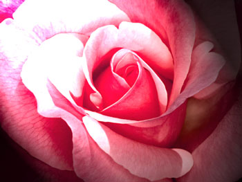 Pink rose with dramatic lighting