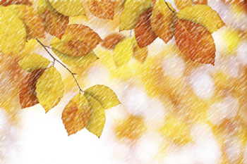 Golden leaves with snow