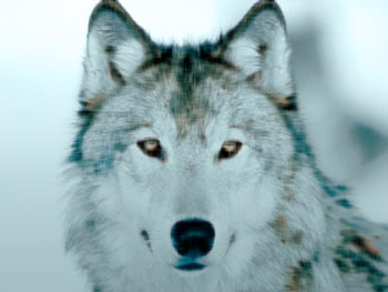 Wolf with intense eyes