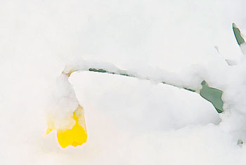 Daffodils in snow