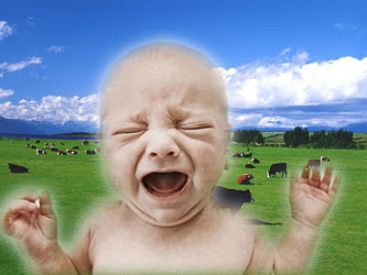 Crying newborn in front of a field of cows