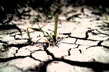 Growth in drought-struck field
