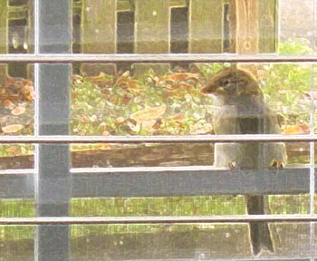 Sparrow outside window