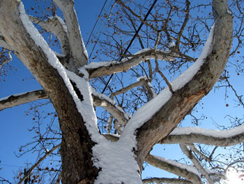 Snowy branches