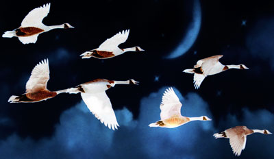 Geese flying through dark skies