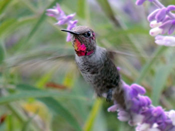 Hummingbird photo by R.S. Carlson