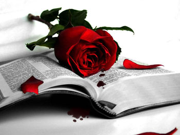 Rose on a book