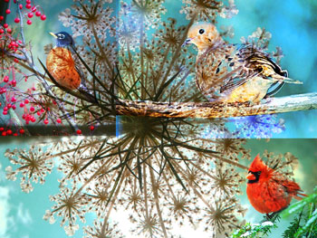 Queen Anne's lace with birds