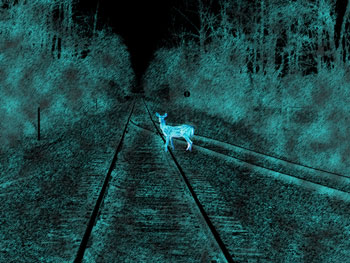 Train tracks at night with pale deer