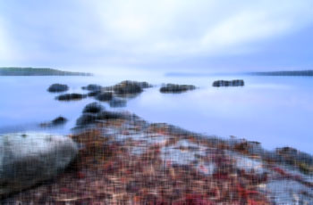 Blurry seaside with seaweed