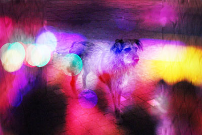 Stray dog superimposed on neon lights