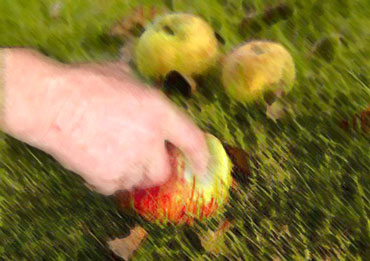 Hand picking up apples
