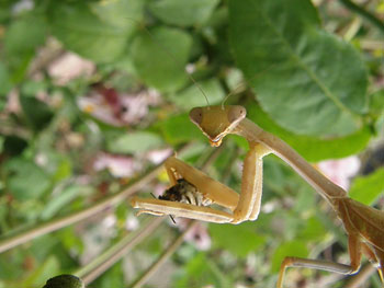 Praying mantis eating bee