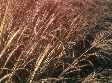 Golden grass