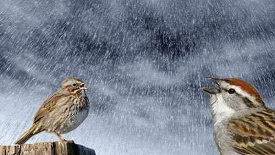 Sparrows singing in the rain