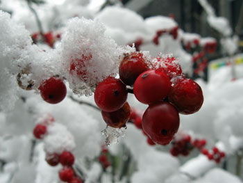 Red berries covered with snow