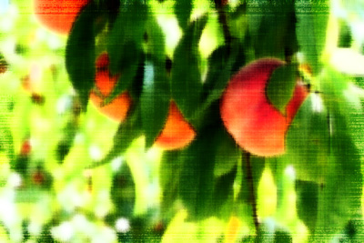 Overripe peaches in tree with distortion