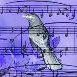 Mockingbird superimposed over Amazing Grace lyrics