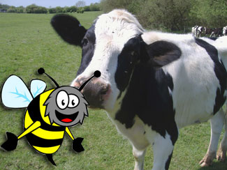 Cow with cartoon bee