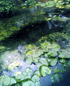 Lily pond