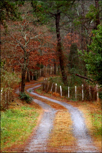 Road in autumn