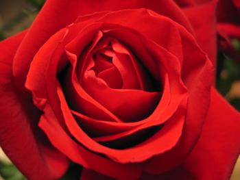 Close-up of red rose, photo by Alyce Wilson