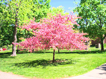 Cherry tree surrounded by green