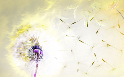 Dandelion seeds blowing in wind