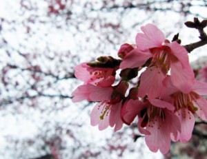 Pink blossoms on a tree