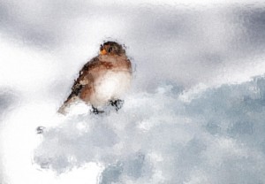 Sparrow on an icy branch