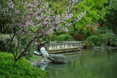 Pond surrounded by green and cherry blossoms