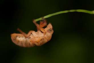 Cicada shell on twig