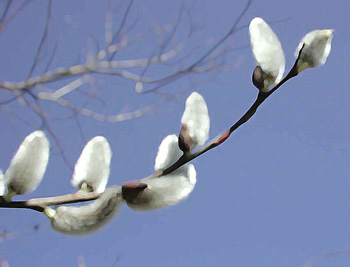 pussywillows with blue sky