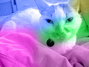 Our cat Luke with vivid colors