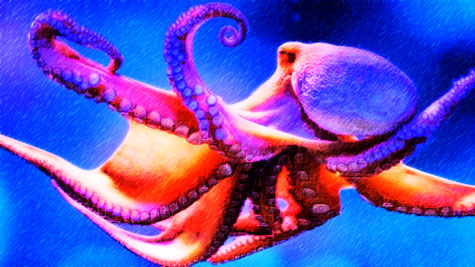 Brightly colored octopus