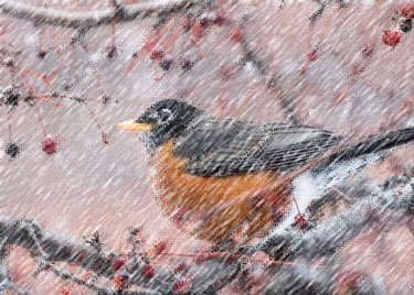 Robin on a tree in the snow