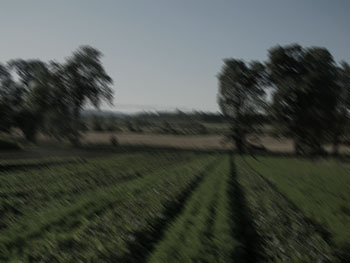 Vegetable fields with a darkening sky